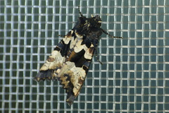 Phlogophora albovittata