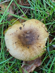 Russula pectinatoides