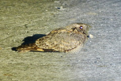Caprimulgus affinis stictomus