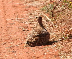 Pterocles bicinctus multicolor