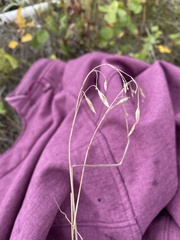 Bromus porteri