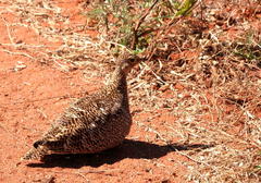 Pterocles bicinctus multicolor