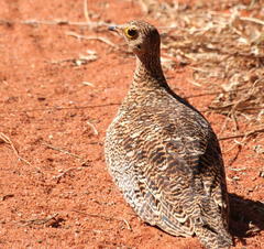 Pterocles bicinctus multicolor