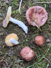 Russula nauseosa