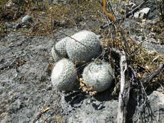 Mammillaria klissingiana