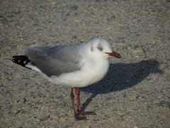 Chroicocephalus cirrocephalus poiocephalus