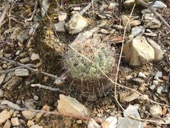 Coryphantha radians