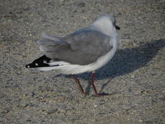 Chroicocephalus cirrocephalus poiocephalus