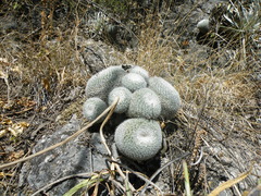 Mammillaria klissingiana