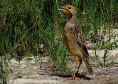 Macronyx capensis capensis