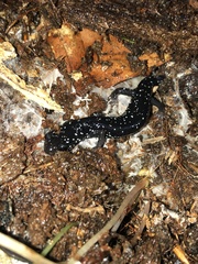 Plethodon glutinosus