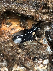 Plethodon glutinosus