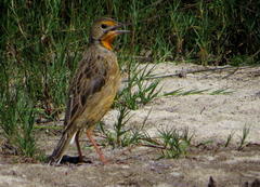 Macronyx capensis capensis