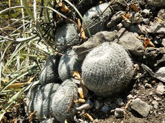 Mammillaria klissingiana
