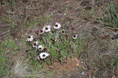 Arctotis bellidifolia