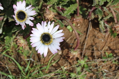 Arctotis bellidifolia