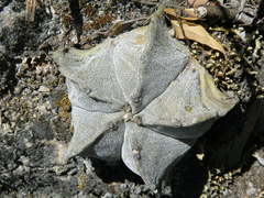 Astrophytum myriostigma