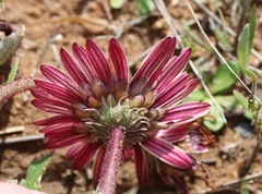 Arctotis bellidifolia