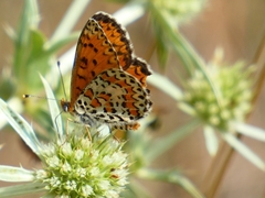 Melitaea trivia
