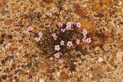 Acmadenia tetragona
