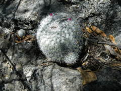 Mammillaria klissingiana