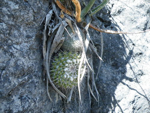 Mammillaria compressa