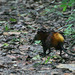 Golden-rumped Sengi - Photo (c) Steve Garvie, some rights reserved (CC BY-SA)