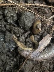 Bipalium pennsylvanicum