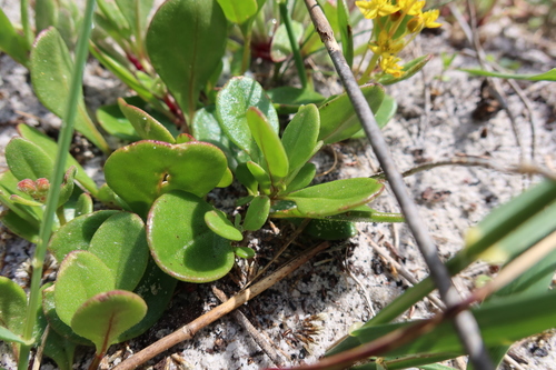Image of Tetragonia herbacea by (c) Diana Studer, some rights reserved (CC BY)