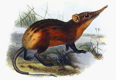 Golden-Rumped Elephant Shrew photo 5