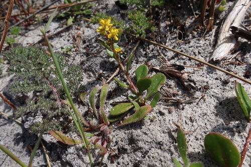 Image of Tetragonia herbacea by (c) Diana Studer, some rights reserved (CC BY)