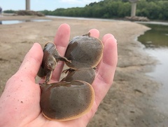 Apalone mutica mutica