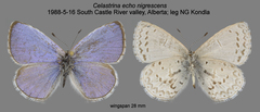 Celastrina echo nigrescens