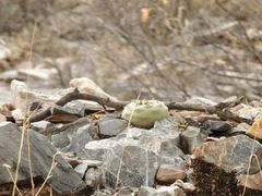 Lophophora diffusa