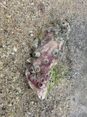Magallana angulata