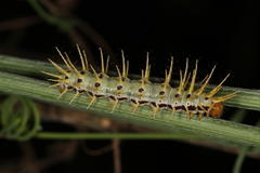 Acraea aganice aganice