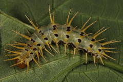 Acraea aganice aganice
