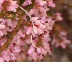 Erica rosacea