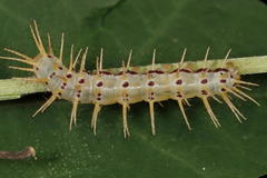 Acraea aganice aganice