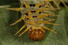 Acraea aganice aganice