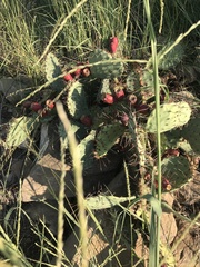 Opuntia cyclodes