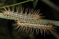 Acraea aganice aganice