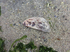 Magallana angulata