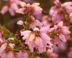 Erica rosacea