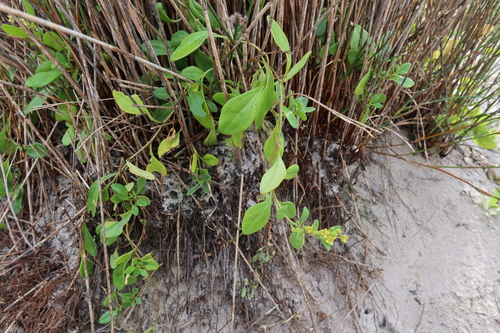 Image of Tetragonia herbacea by (c) Diana Studer, some rights reserved (CC BY)
