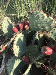 Opuntia cyclodes