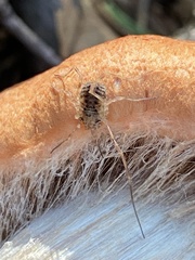 Lophopilio palpinalis