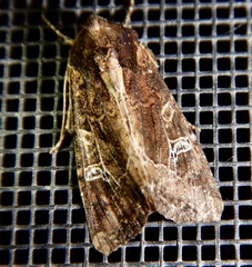 Helotropha reniformis