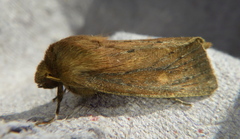 Globia subflava