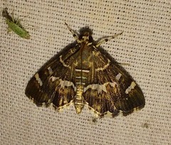 Hymenia